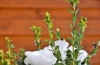 Bukszpan wieczniezielony - zielony żywopłot P9 Buxus sempervirens P9 4