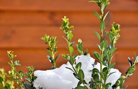 Bukszpan wieczniezielony - zielony żywopłot P9 Buxus sempervirens P9 4