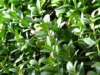 Bukszpan drobnolistny Faulkner - drobne liście Buxus sempervirens 'Faulkner' 3