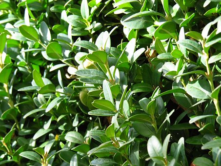 Bukszpan wieczniezielony - zielony żywopłot P9 Buxus sempervirens P9 6
