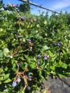 Borówka amerykańska BLUECROP - NAJPOPULARNIEJSZA ODMIANA Vaccinium corymbosum 'bluecropp' 3