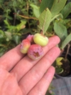 Borówka amerykańska CHANDLER - 4 LETNIA Vaccinium corymbosum CHANDLER - 4 LETNIA 5