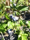 Borówka amerykańska BLUEJAY - Wytrzymała i odporna odmiana Vaccinium corymbosum 'BLUEJAY' 5
