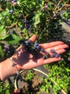 Borówka amerykańska BRIGITTA - PÓŹNA ODMIANA Vaccinium corymbosum 'BRIGITTA' 6