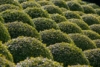Bukszpan wieczniezielony - idealny na żywopłot Buxus sempervirens C2 7