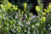 Bukszpan wieczniezielony - zielony żywopłot P9 Buxus sempervirens P9 5