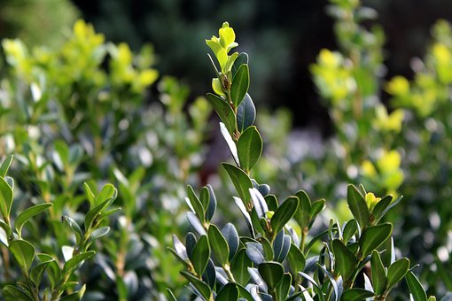 Bukszpan wieczniezielony - zielony żywopłot P9 Buxus sempervirens P9 5