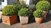 Bukszpan wieczniezielony - idealny na żywopłot Buxus sempervirens C2 9