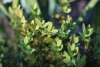 Bukszpan drobnolistny Faulkner - drobne liście Buxus sempervirens 'Faulkner' 6