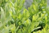 Bukszpan drobnolistny Faulkner - drobne liście Buxus sempervirens 'Faulkner' 7