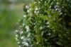 Bukszpan wieczniezielony - idealny na żywopłot Buxus sempervirens C2 6