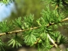Modrzew europejski - piękne drzewo Larix decidua 7