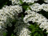 Tawuła Wczesna - Biały wodospad Spirea arguta 8