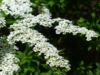 Tawuła Wczesna - Biały wodospad Spirea arguta 7