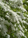 Tawuła Wczesna - Biały wodospad Spirea arguta 5