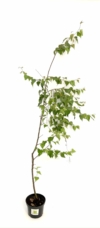 Brzoza Pospolita - Piękna kora Betula Pendula 2