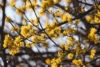 Dereń jadalny - na zdrowotne nalewki Cornus mas 6