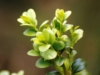 Bukszpan wieczniezielony Variegata - żółte liście Buxus sempervirens 'Variegata' 4