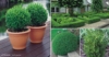 Bukszpan wieczniezielony - idealny na żywopłot Buxus sempervirens C2 3
