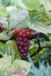 Winogron winorośl Lidia - czerwone owoce AROMAT KIWI Vitis vinifera 'Lidia' 4