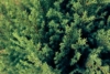 Jałowiec chiński Kuriwao Gold - złota odmiana Juniperus chinensis 'Kuriwao gold' 5