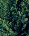 Jałowiec chiński Kuriwao Gold - złota odmiana Juniperus chinensis 'Kuriwao gold' 6