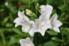 Dzwonek brzoskwiniolistny Zestaw - niebieski i biały Campanula grandiflora zestaw 5