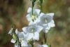 Dzwonek Karpacki Avida White - białe dzwonki Campanula carpatica 'Avida white' 6