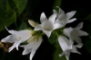 Dzwonek brzoskwiniolistny Zestaw - niebieski i biały Campanula grandiflora zestaw 6