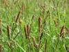 Wyczyniec łąkowy Aureovariegatus (Alopecurus) - NIESPOTYKANA ODMIANA Alopecurus pratensis 'Aureovariegatus' 5