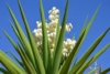 Jukka karolińska - wieloletnia sadzonka C5 Yucca filamentosa C5 5