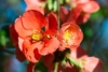 Pigwowiec japoński Fire Dance - różowe kwiaty Chaenomeles japonica 'Fire Dance' 5