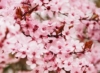 Wiśnia Okame - piękne różowe kwiaty Prunus 'Okame' 10