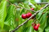 Wiśnia KELLERIS - Samopylna Prunus cerasus KELLERIS 1