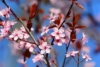 Wiśnia Okame - piękne różowe kwiaty Prunus 'Okame' 8