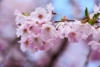 Wiśnia AMONAGAWA ozdobna Wiśnia AMONAGAWA ozdobna 3