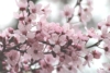 Wiśnia Colorata - biało-czerwone kwiaty Prunus 'Colorata' 4