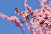 Wiśnia Okame - piękne różowe kwiaty Prunus 'Okame' 5