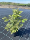Choina kanadyjska Tsuga canadensis 3