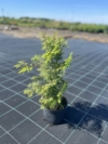 Choina kanadyjska Tsuga canadensis 2