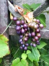 Winogron winorośl bezpestkowy Einset Seedless - ODMIANA NA RODZYNKI Vitis vinifera 'Einset seedless' 2