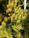 Cis pospolity "Aurea" 40cm Taxus baccatta 'Aurea' 1