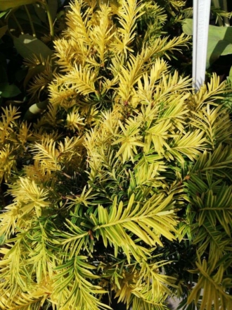 Cis pospolity "Aurea" 40cm Taxus baccatta 'Aurea' 1