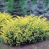 Cis pospolity ELEGANTISSIMA - Złota odmiana na żywopłoty Taxus baccatta 'Elegantissima' 1