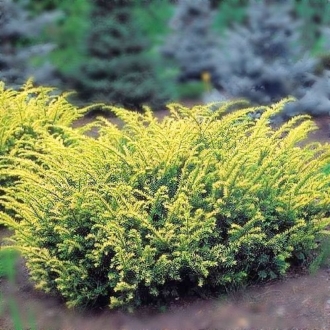 Cis pospolity ELEGANTISSIMA - Złota odmiana na żywopłoty Taxus baccatta 'Elegantissima' 1