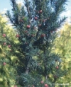 Cis HICKSII - Elegancka roślina na żywopłoty Taxus baccatta 'Hicksii' 5