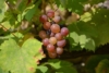 Winogron winorośl Lidia - czerwone owoce AROMAT KIWI Vitis vinifera 'Lidia' 3
