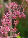 Żurawka Heuchera Crimson Curls - Różowa odmiana Heuchera 'Crimson Curls' 5