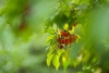 Dereń jadalny - na zdrowotne nalewki Cornus mas 5