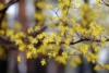 Dereń jadalny - na zdrowotne nalewki Cornus mas 4